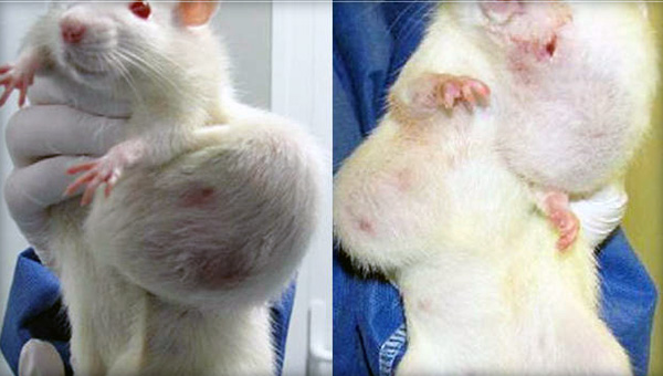 gmo-mouse-tumors