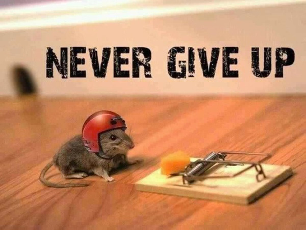 persistence-mouse
